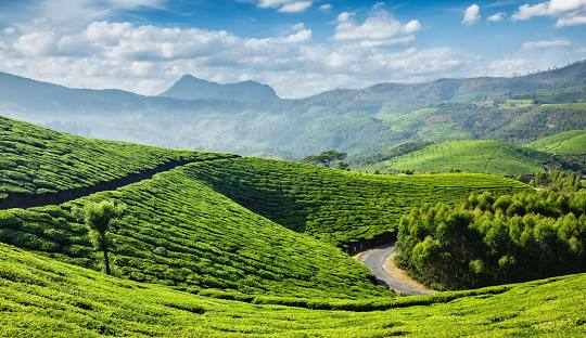 Munnar Tour