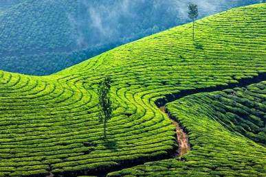 Munnar Tea Plantations